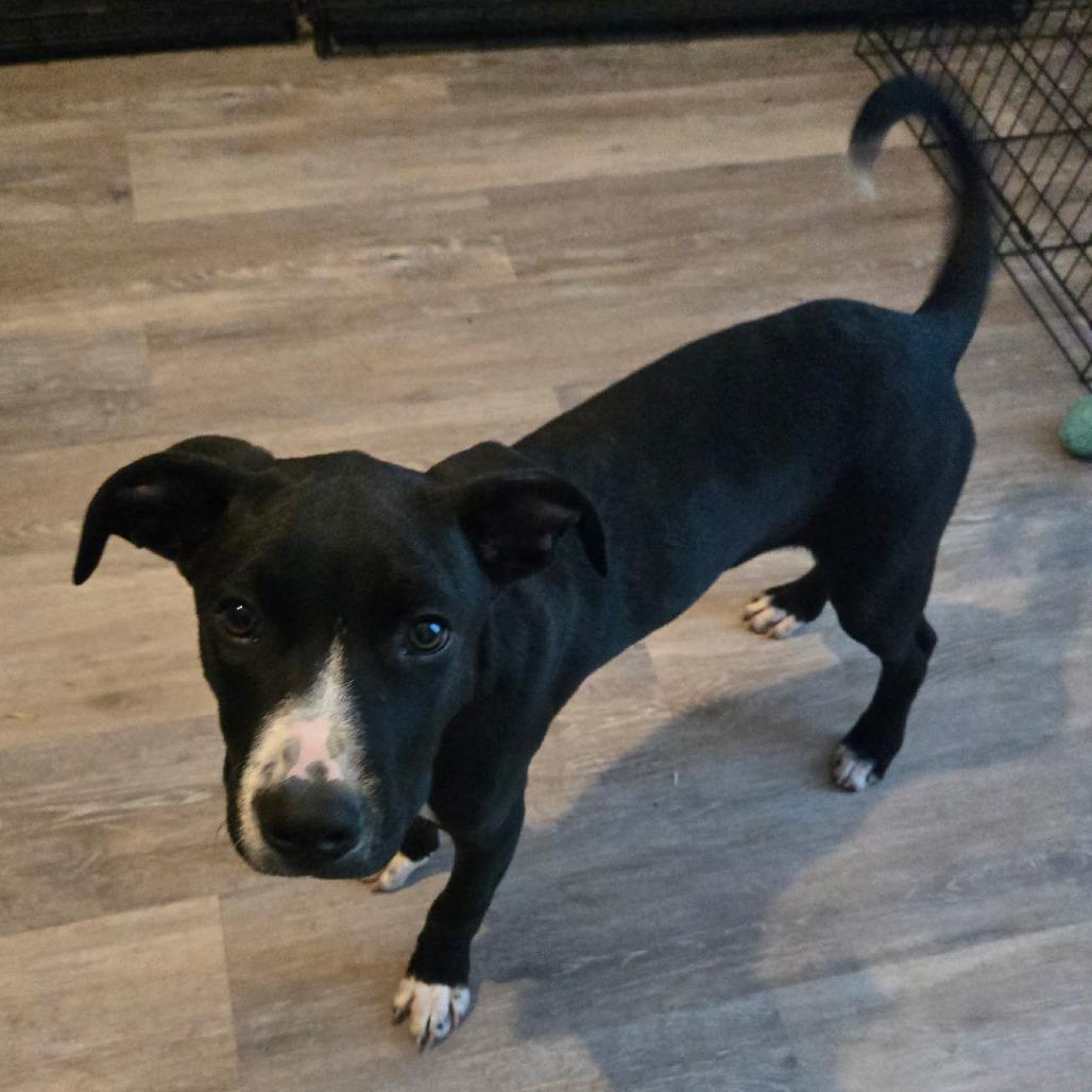 Chance, a Adoptable Mixed Breed in Lima, OH image 4/6