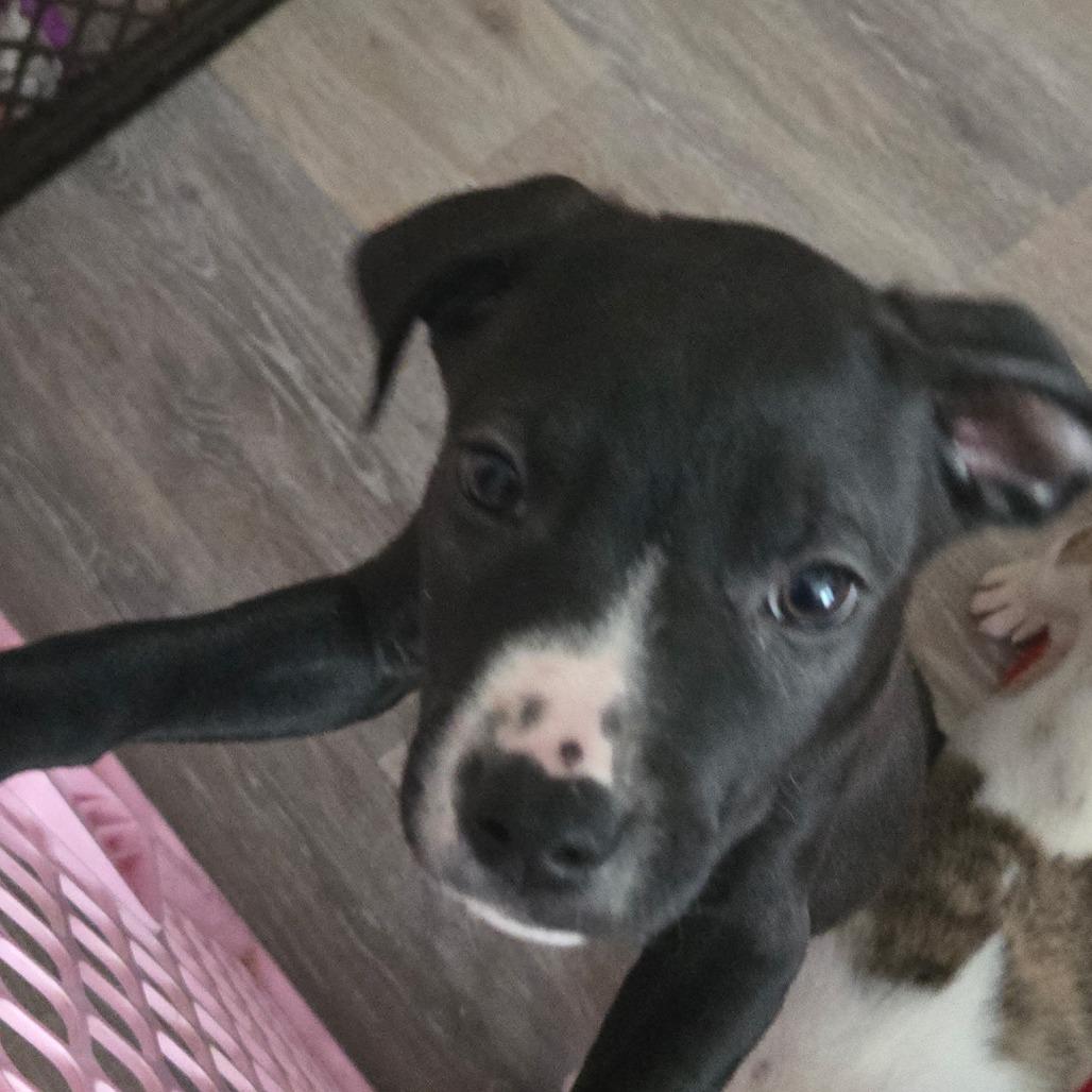 Chance, a Adoptable Mixed Breed in Lima, OH image 6/6