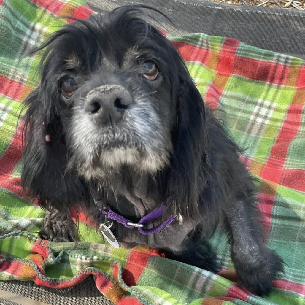 Belle — thumbnail 3