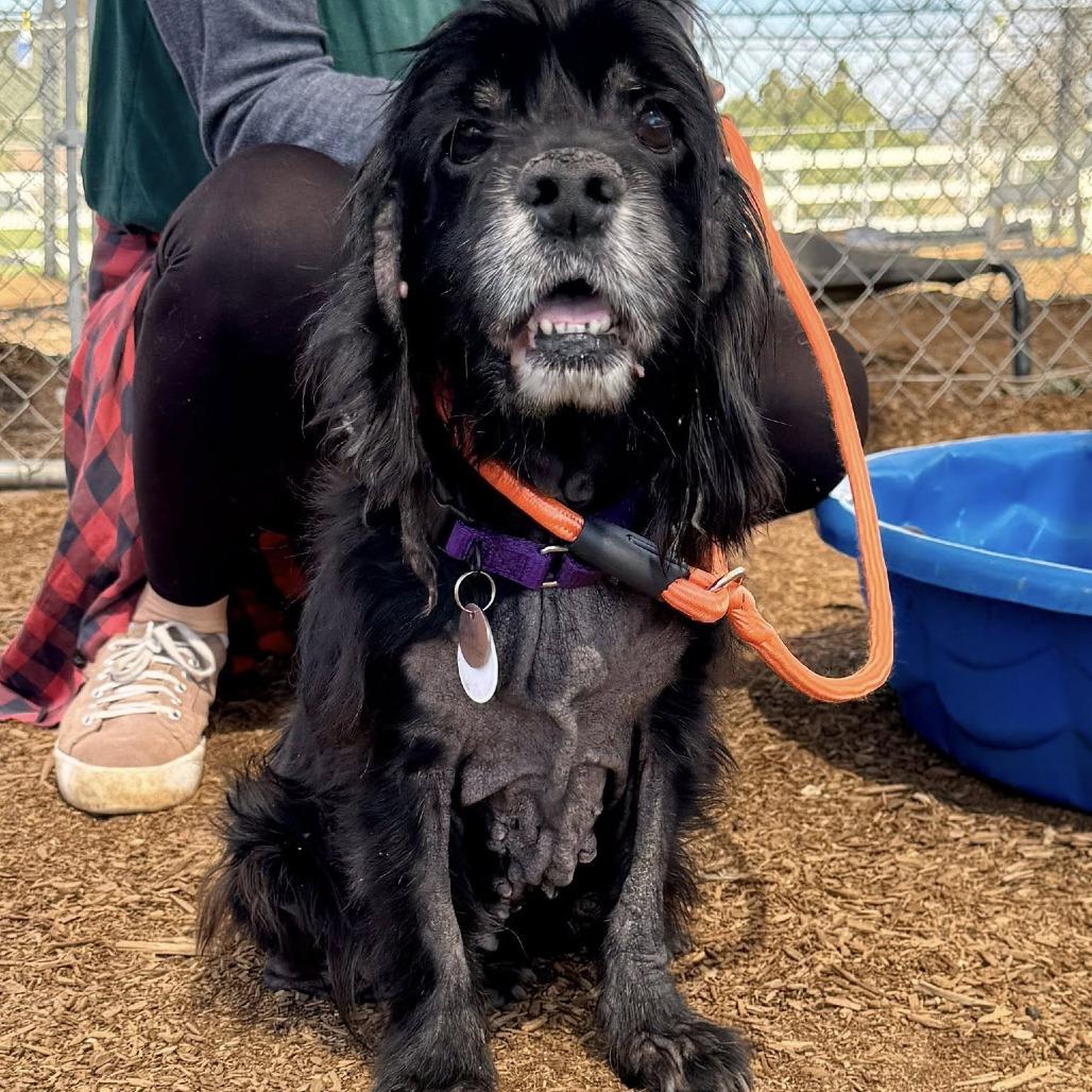 Belle — thumbnail 4