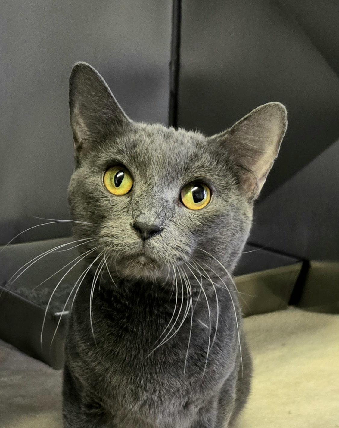Enlarge Blue, a ADOPTABLE Domestic Short Hair in Arlington Heights, IL image 1/3