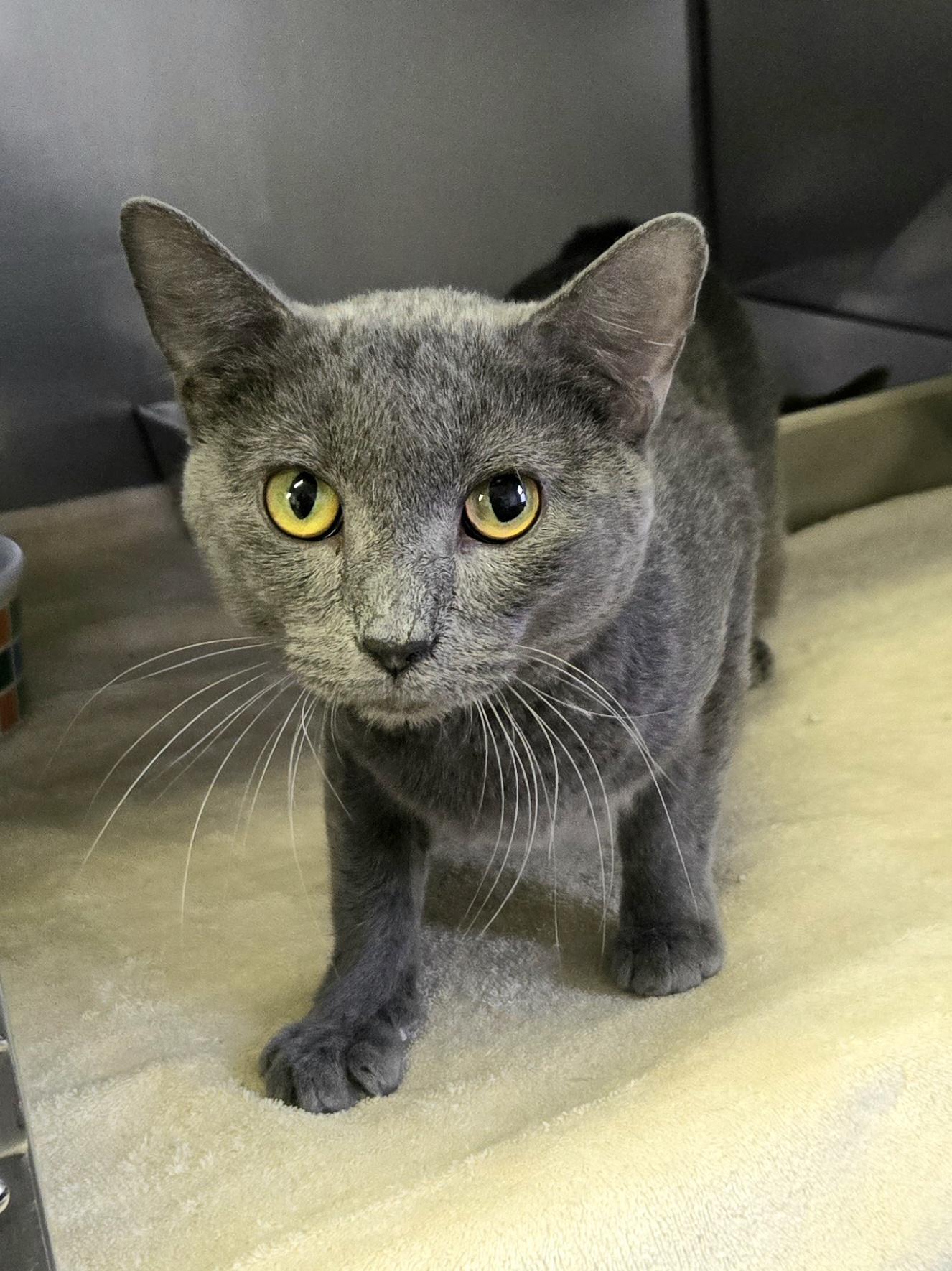 Enlarge Blue, a ADOPTABLE Domestic Short Hair in Arlington Heights, IL image 2/3