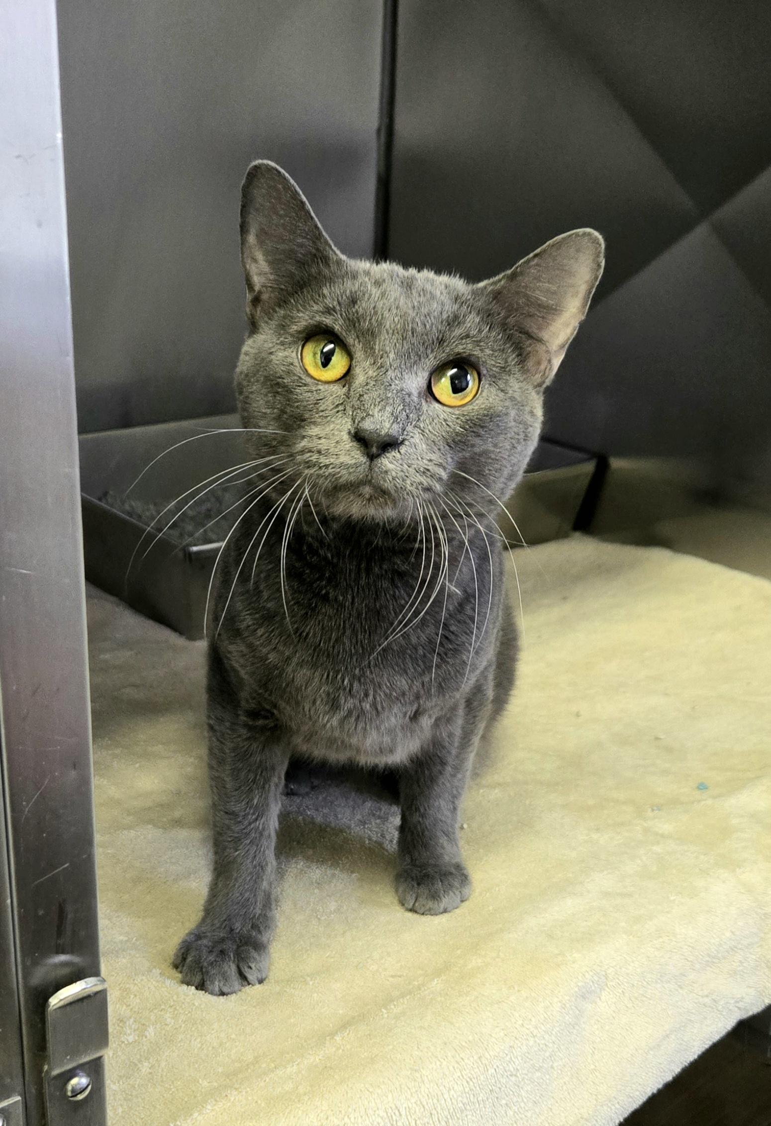Enlarge Blue, a ADOPTABLE Domestic Short Hair in Arlington Heights, IL image 3/3