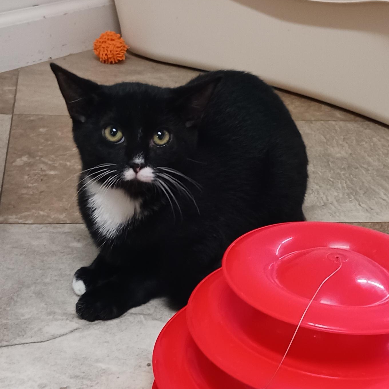 Enlarge Ross, a Adoptable Domestic Short Hair in St. Marys, WV image 2/4