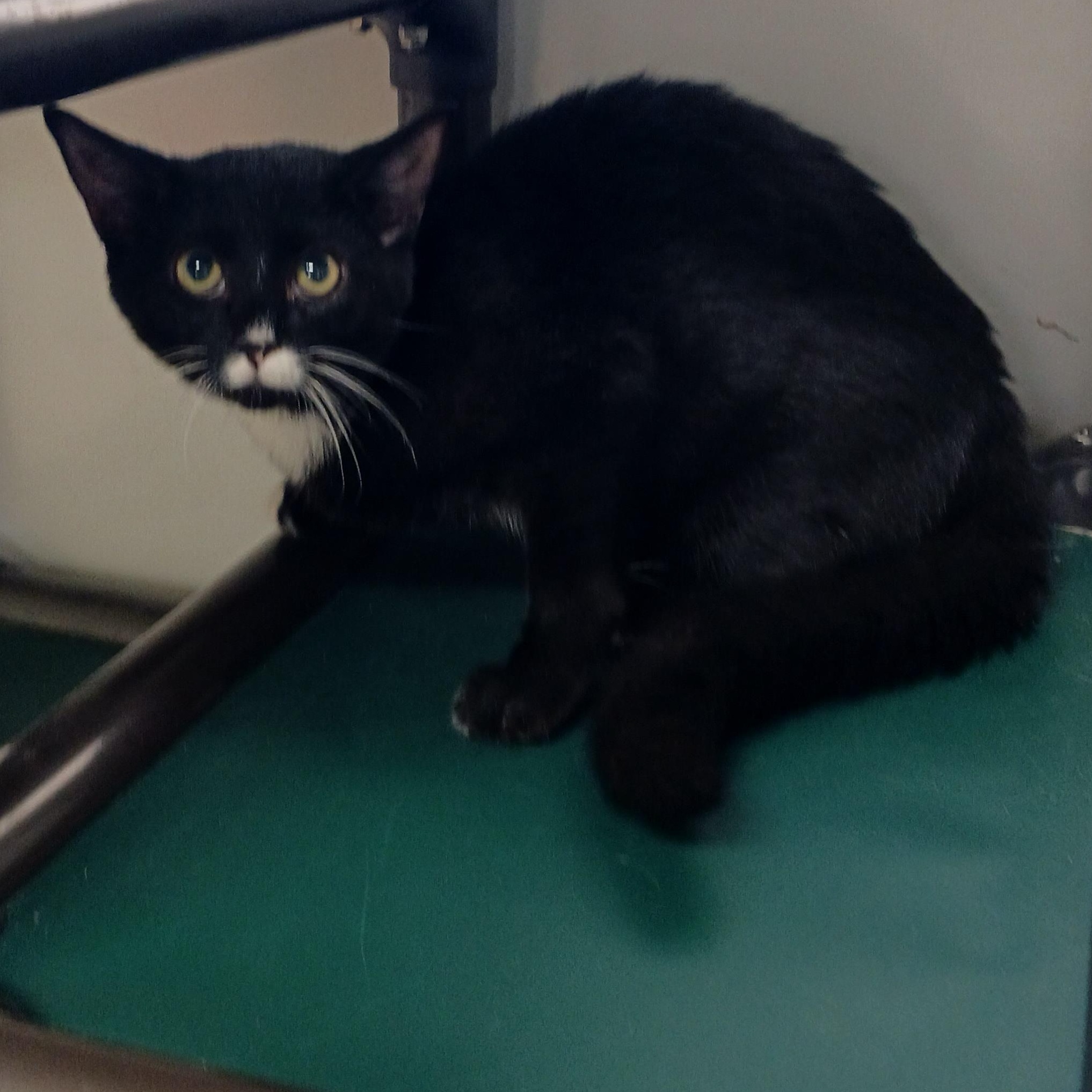 Enlarge Ross, a Adoptable Domestic Short Hair in St. Marys, WV image 3/4