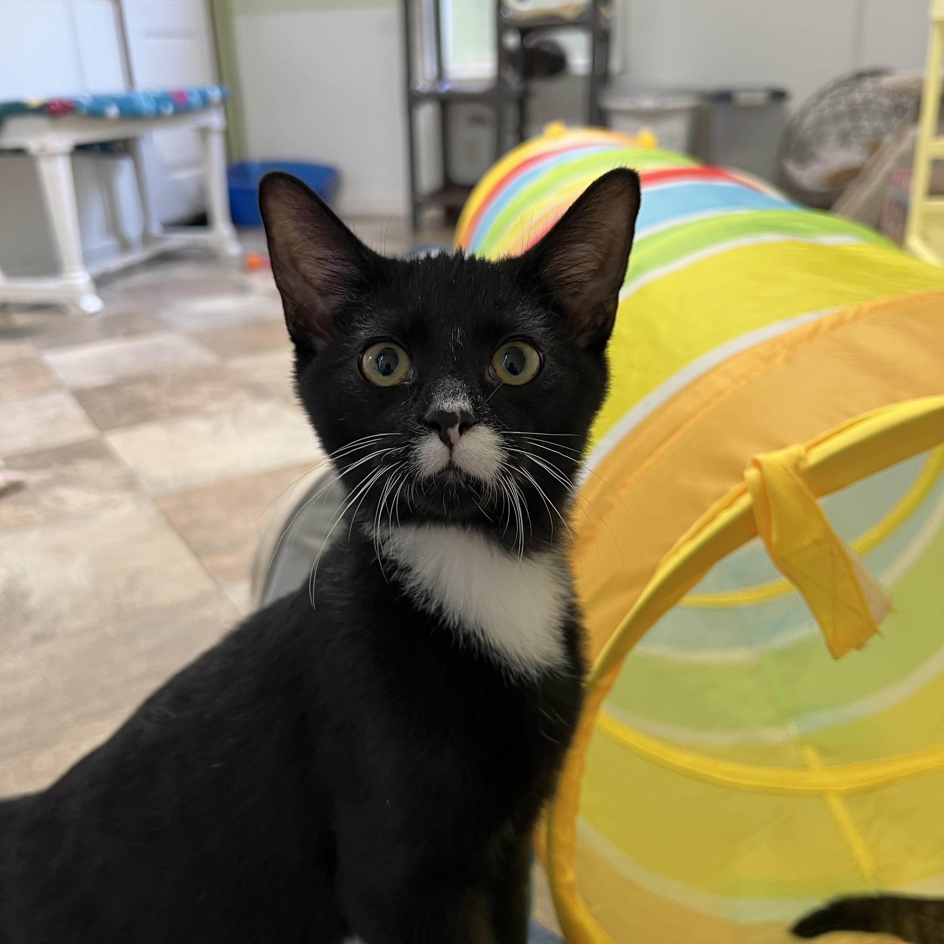 Ross, Adoptable, Young Male Domestic Short Hair.