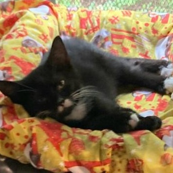 Enlarge Ross, a Adoptable Domestic Short Hair in St. Marys, WV image 4/4