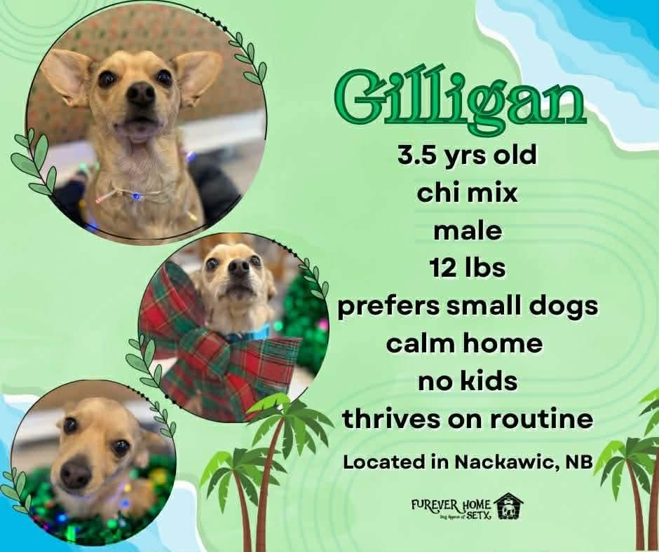Gilligan, adopted, Adult Male Chihuahua.