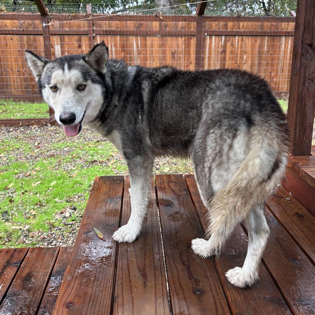 Frankie, Adoptable, Adult Male Husky & Husky.