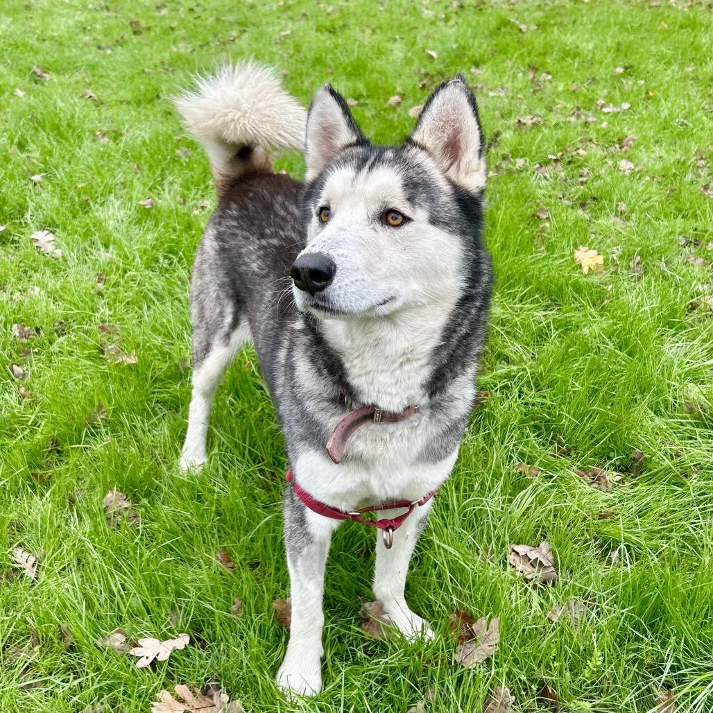 Frankie, Adoptable, Adult Male Husky & Husky.