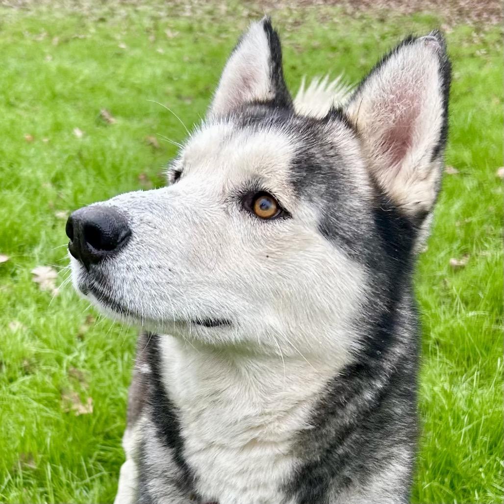 Frankie, a Adoptable mixed breed in Sonoma, CA image 3/6
