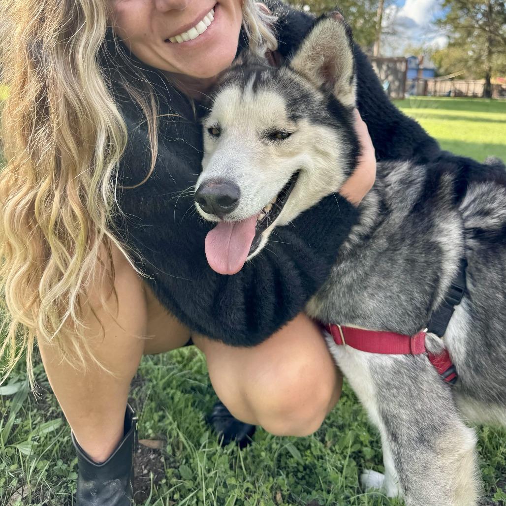 Frankie, a Adoptable mixed breed in Sonoma, CA image 4/6