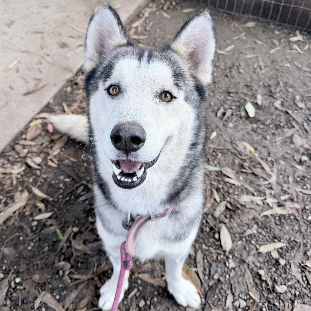 Frankie, a Adoptable mixed breed in Sonoma, CA image 5/6