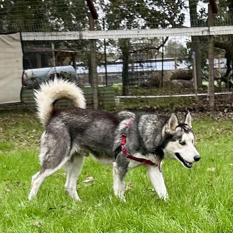 Frankie, a Adoptable mixed breed in Sonoma, CA image 6/6