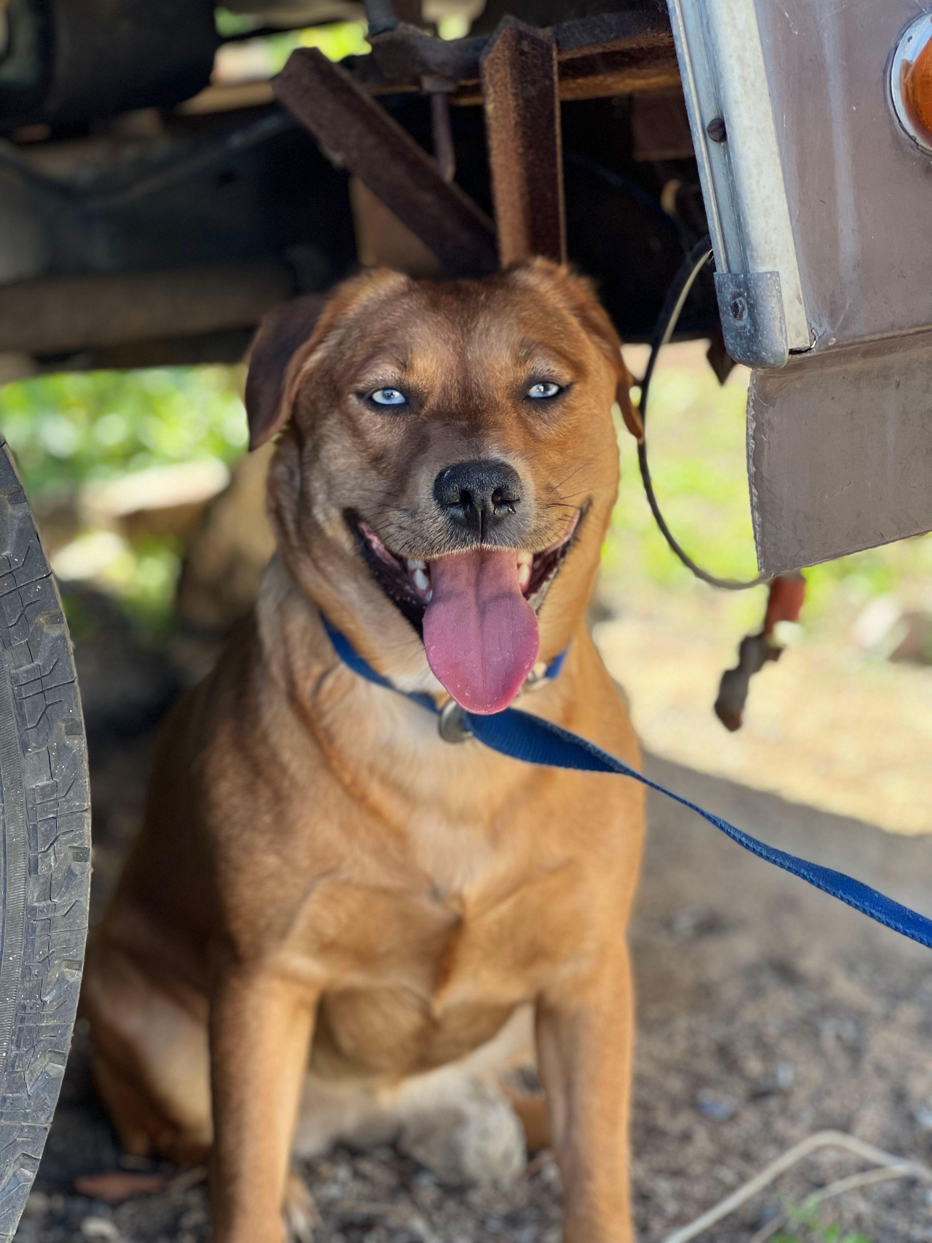 Dukesa, Adoptable, Adult Female Shepherd & Labrador Retriever.