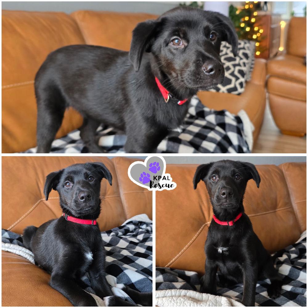 Chamomile - Mina’s Tea Party, Adoptable, Puppy Female Mixed Breed & Mixed Breed.