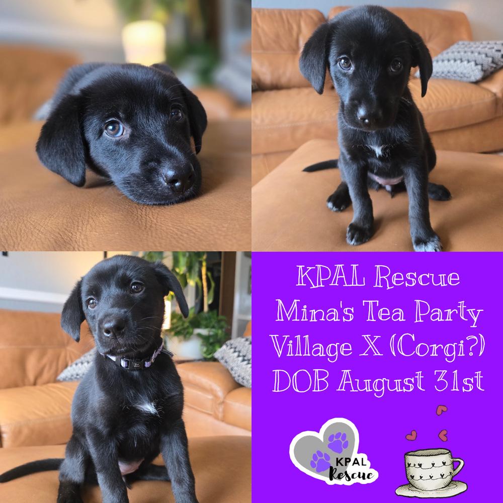 Chamomile - Mina’s Tea Party, a Adoptable mixed breed in Kenai, AK image 2/2