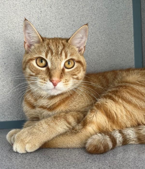 Caramel, Adoptable, Adult Male Domestic Short Hair.