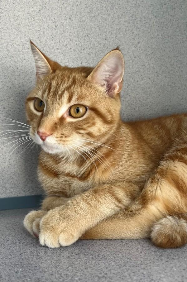 Enlarge Caramel, a Adoptable mixed breed in Skillman, NJ image 2/4