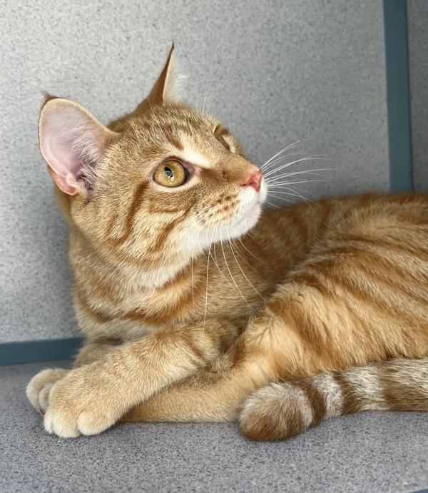 Enlarge Caramel, a Adoptable mixed breed in Skillman, NJ image 3/4