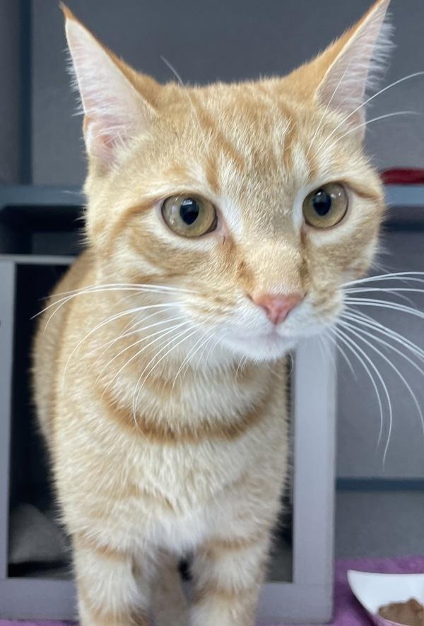 Enlarge Caramel, a Adoptable mixed breed in Skillman, NJ image 4/4