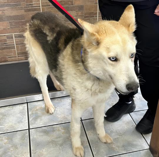 Enlarge Shadow, a Adoptable mixed breed in Naperville, IL image 4/4