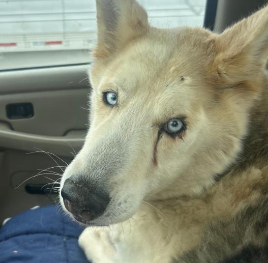 Enlarge Shadow, a Adoptable mixed breed in Naperville, IL image 2/4