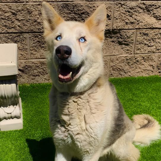 Enlarge Shadow, a Adoptable mixed breed in Naperville, IL image 1/4