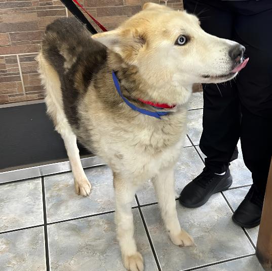 Enlarge Shadow, a Adoptable mixed breed in Naperville, IL image 3/4