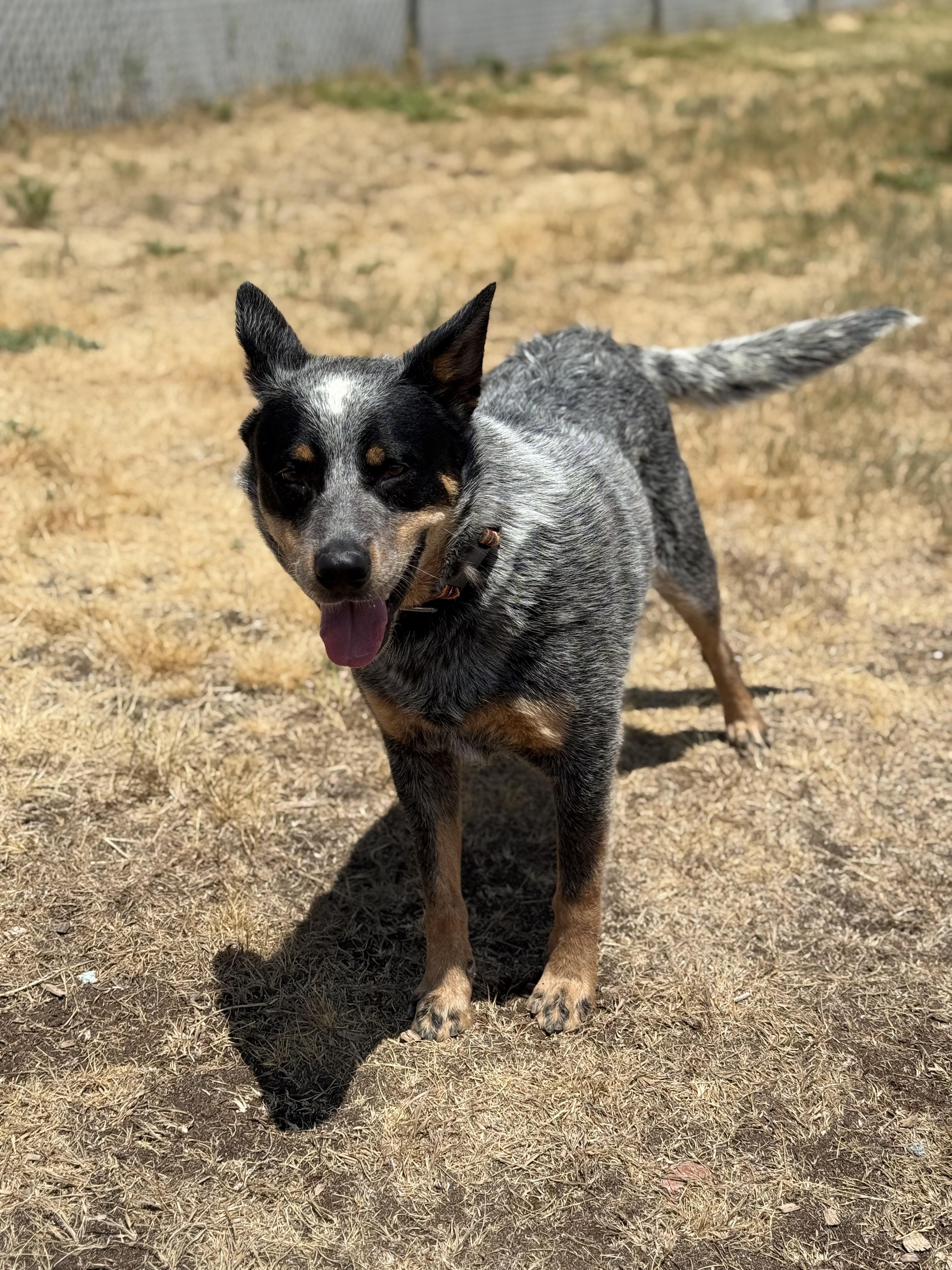 Enlarge Richard, an adopted mixed breed in Eagle, CO image 5/6