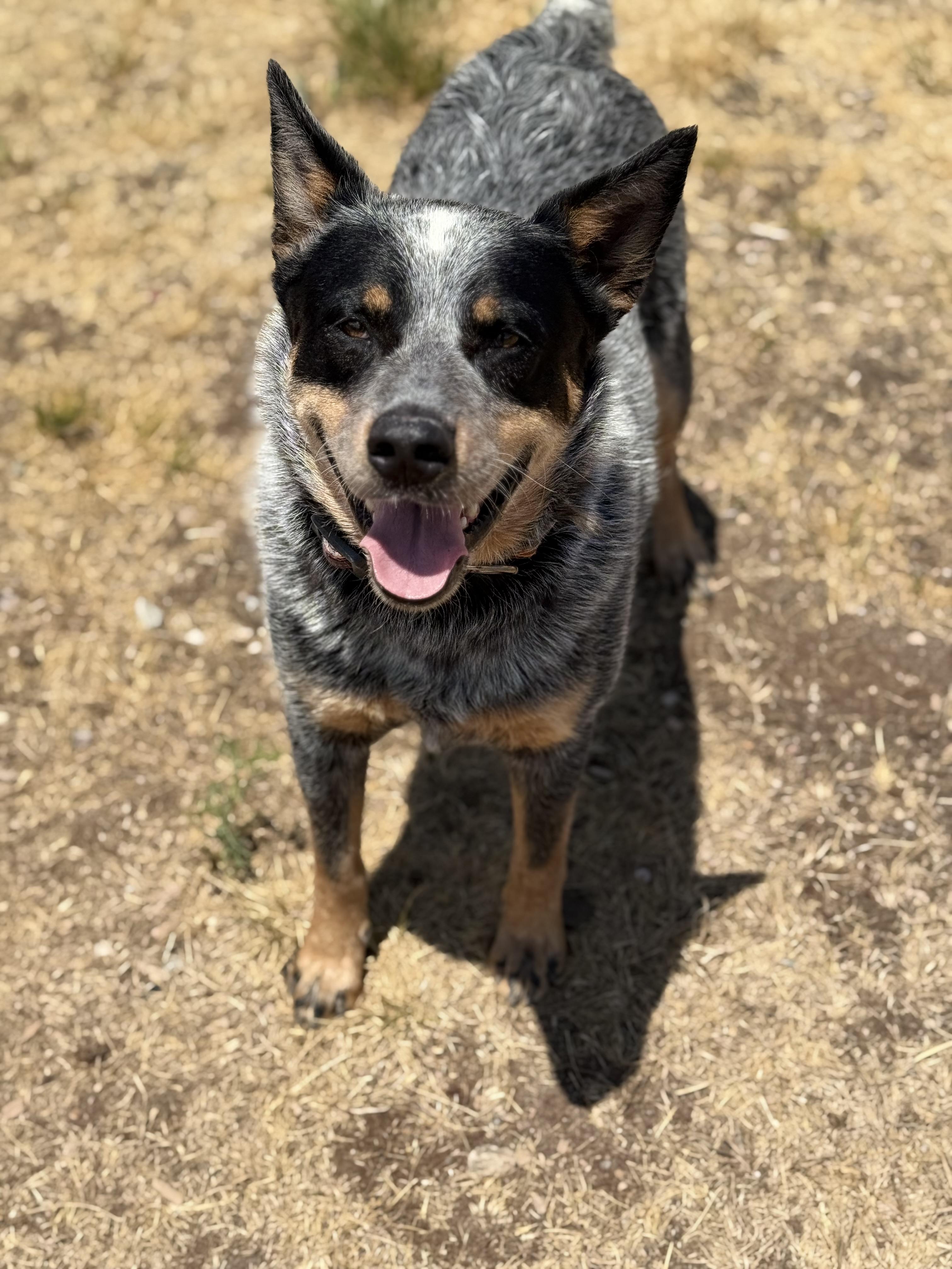 Enlarge Richard, an adopted mixed breed in Eagle, CO image 2/6
