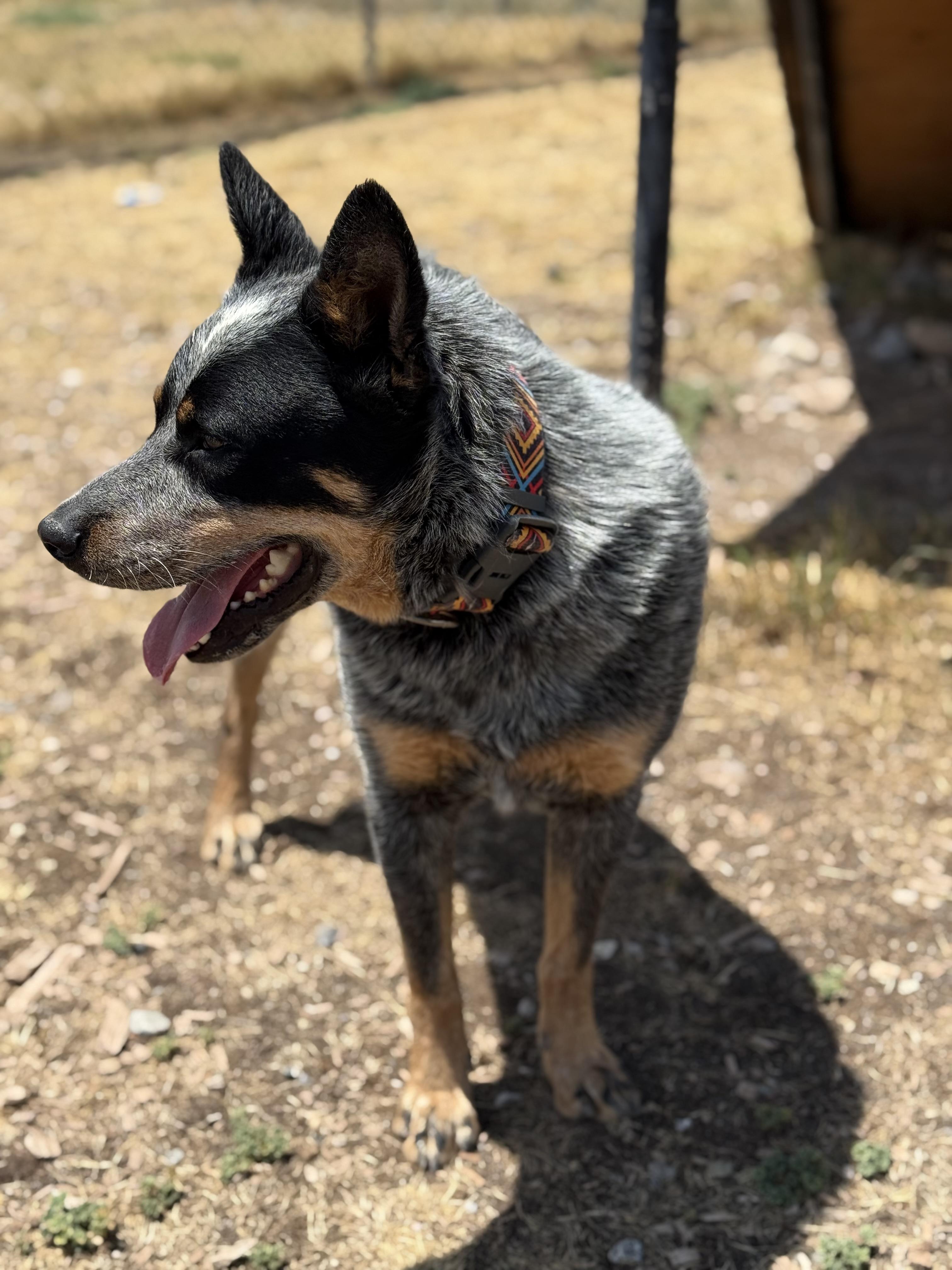Enlarge Richard, an adopted mixed breed in Eagle, CO image 3/6