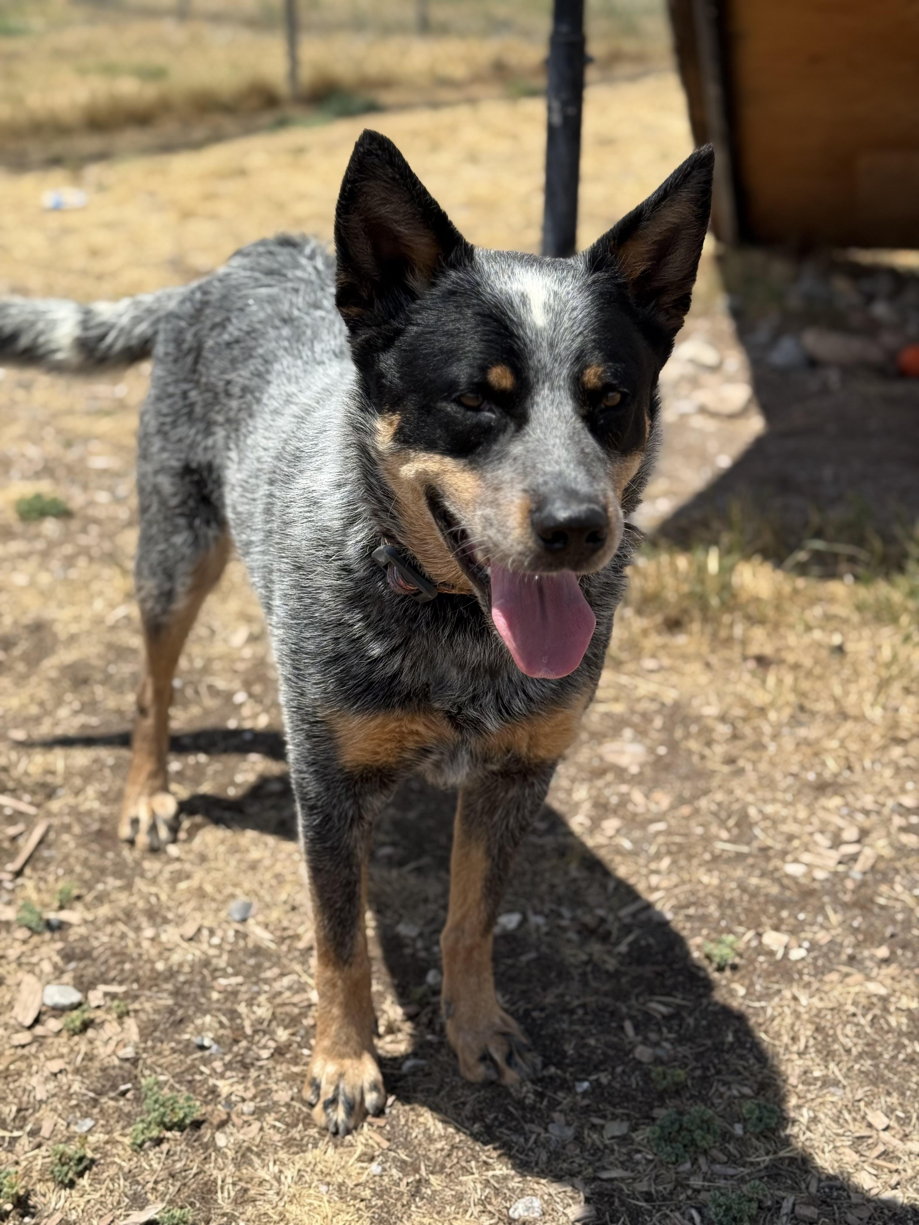 Enlarge Richard, an adopted mixed breed in Eagle, CO image 4/6