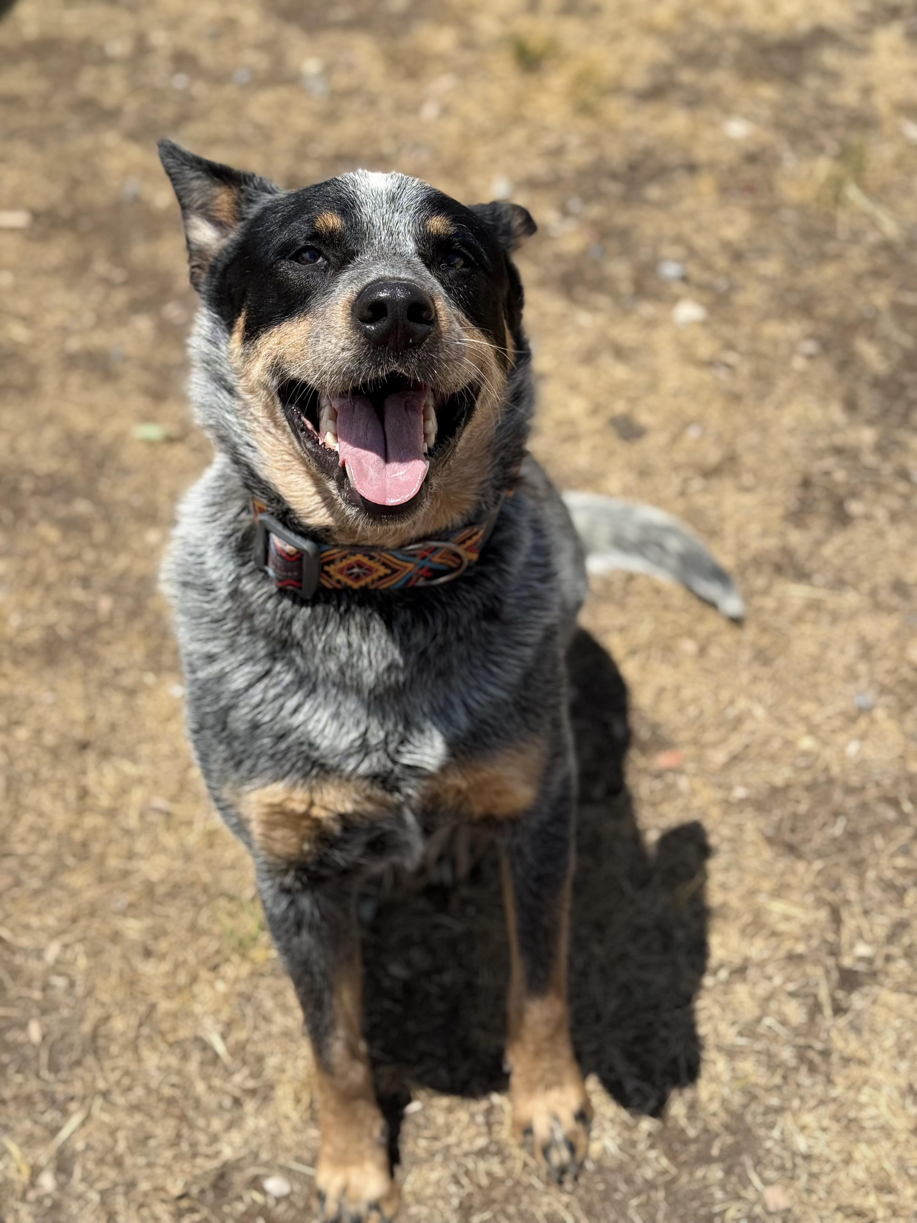 Richard, adopted, Adult Male Australian Cattle Dog / Blue Heeler & Mixed Breed.
