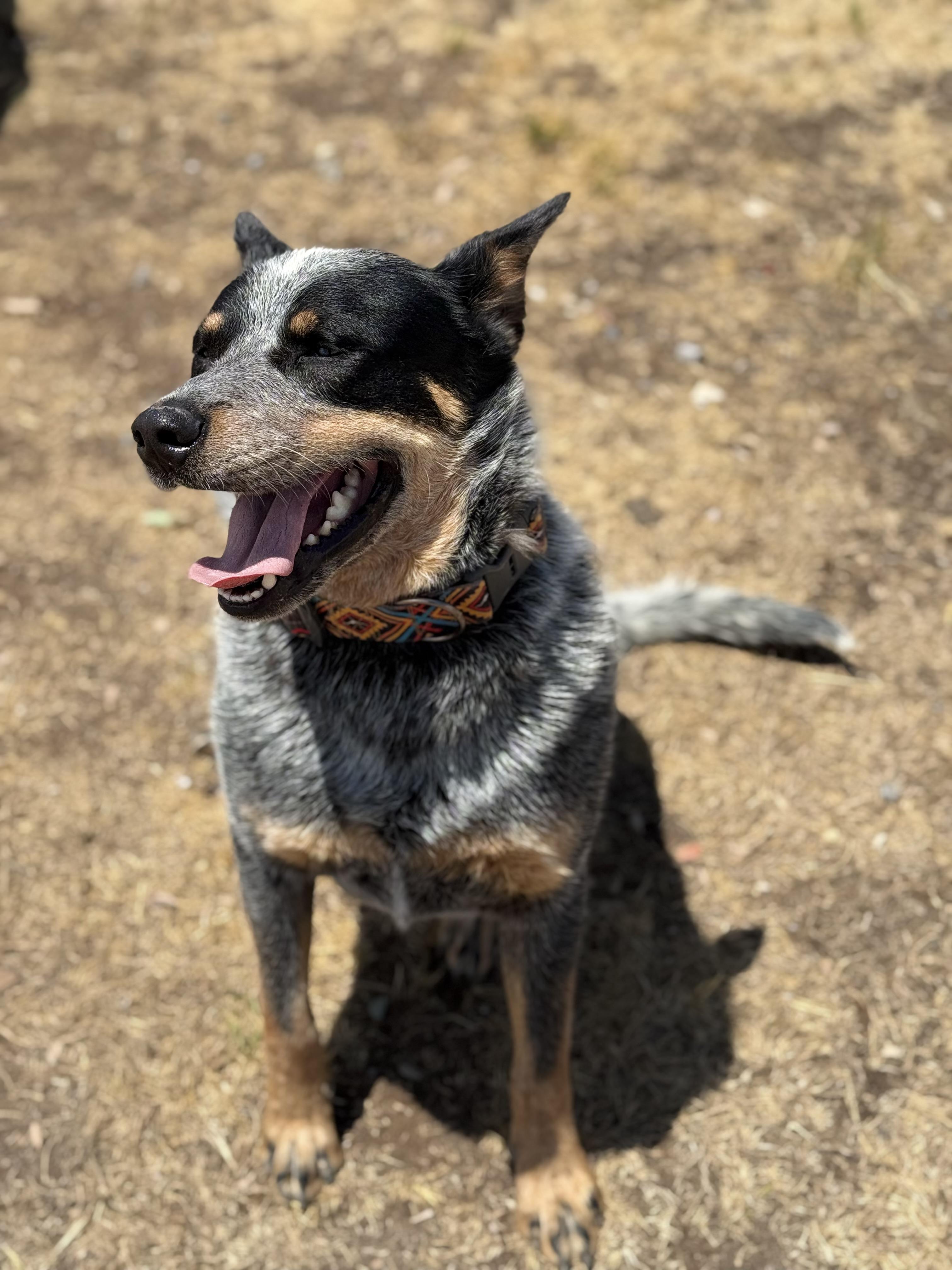 Enlarge Richard, an adopted mixed breed in Eagle, CO image 6/6