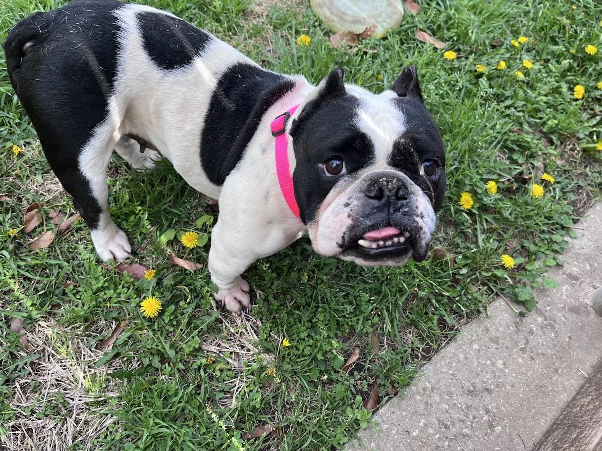 Enlarge Huntress A216166, an adopted English Bulldog in Plano, TX image 3/5