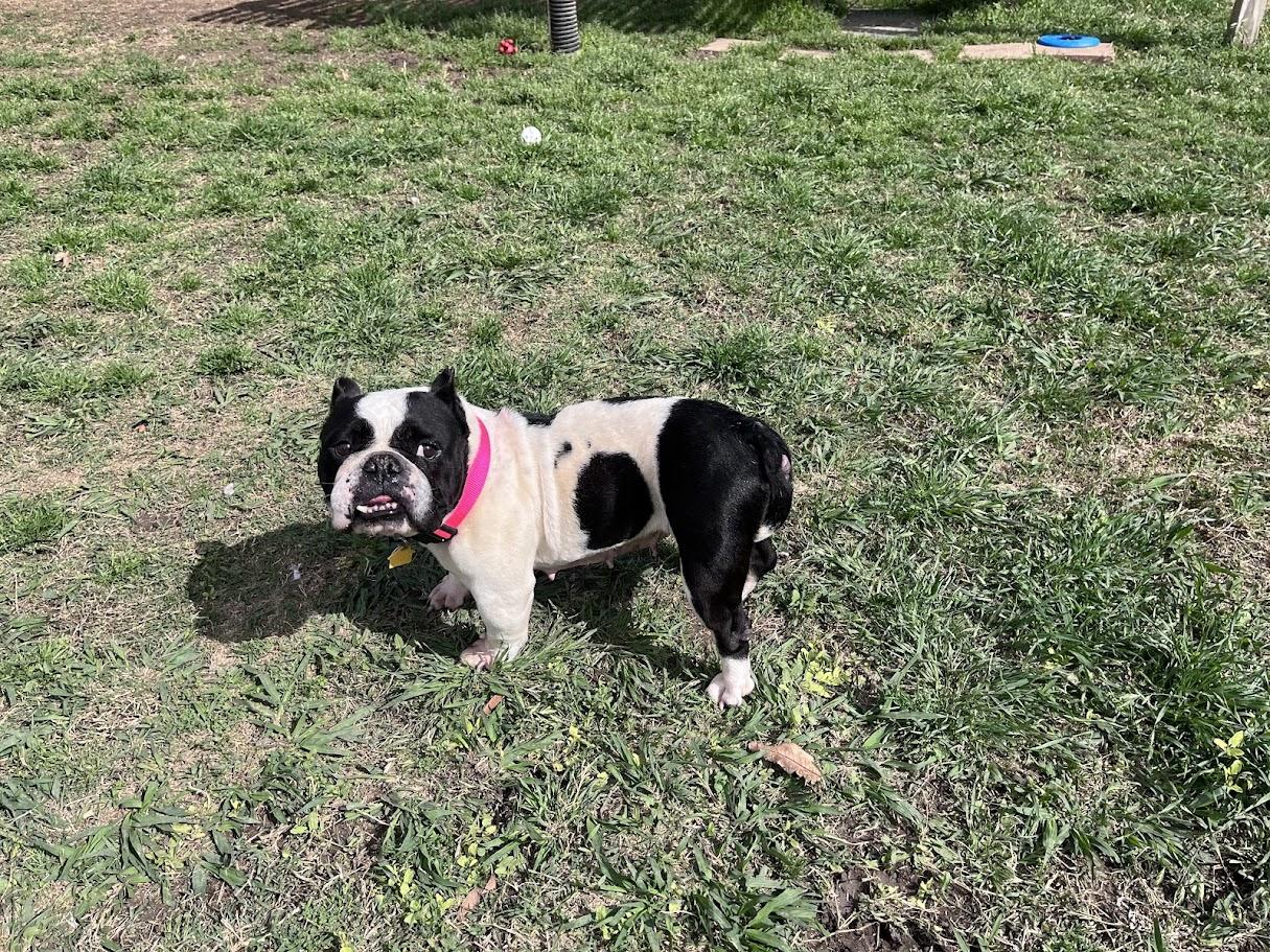 Enlarge Huntress A216166, an adopted English Bulldog in Plano, TX image 5/5