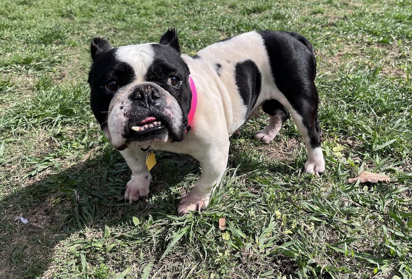 Enlarge Huntress A216166, an adopted English Bulldog in Plano, TX image 1/5