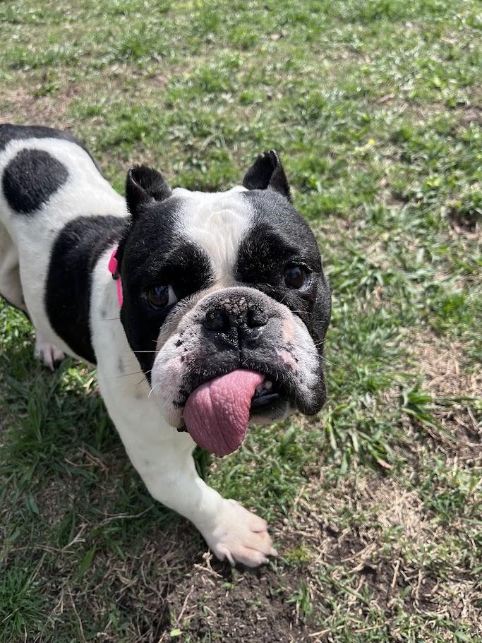 Enlarge Huntress A216166, an adopted English Bulldog in Plano, TX image 4/5