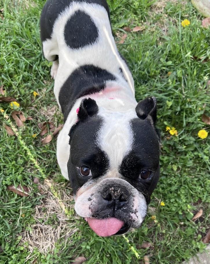 Enlarge Huntress A216166, an adopted English Bulldog in Plano, TX image 2/5