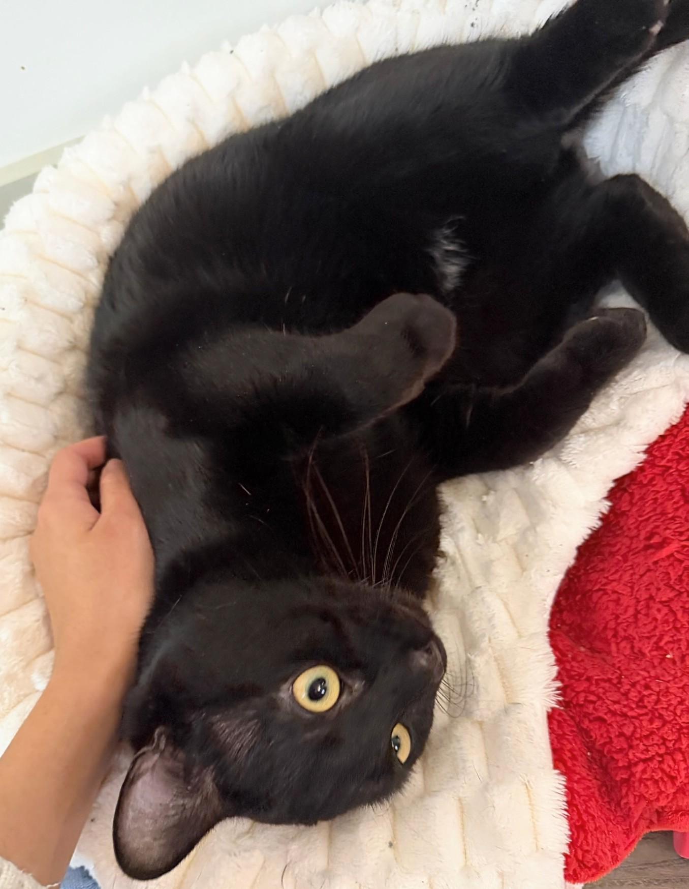 Huckleberry, a Adoptable mixed breed in Melrose, MA image 1/6