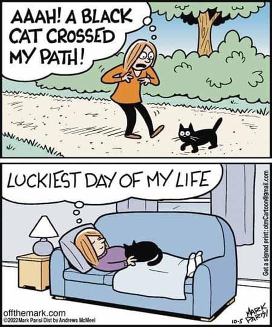 Huckleberry, a Adoptable mixed breed in Melrose, MA image 6/6