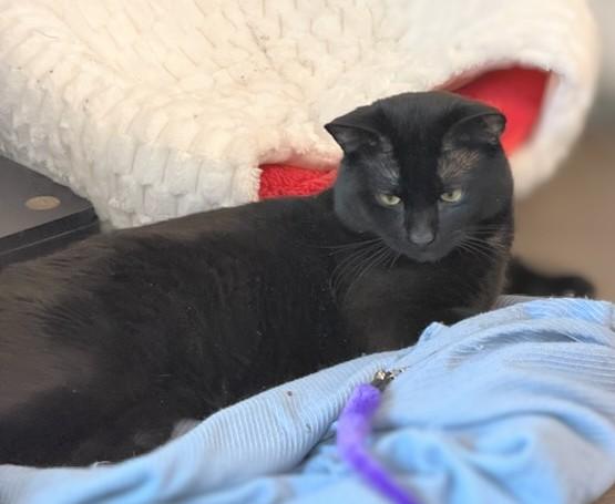 Huckleberry, a Adoptable mixed breed in Melrose, MA image 4/6