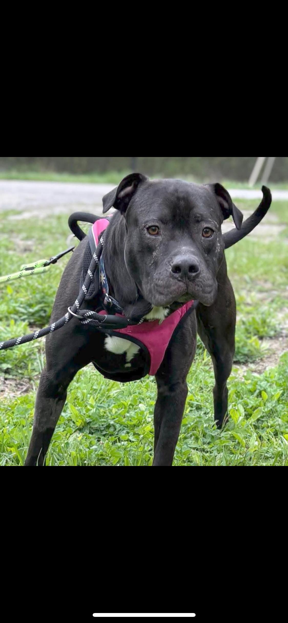 Enlarge Cleveland, a Adoptable mixed breed in Warren, OH image 1/2