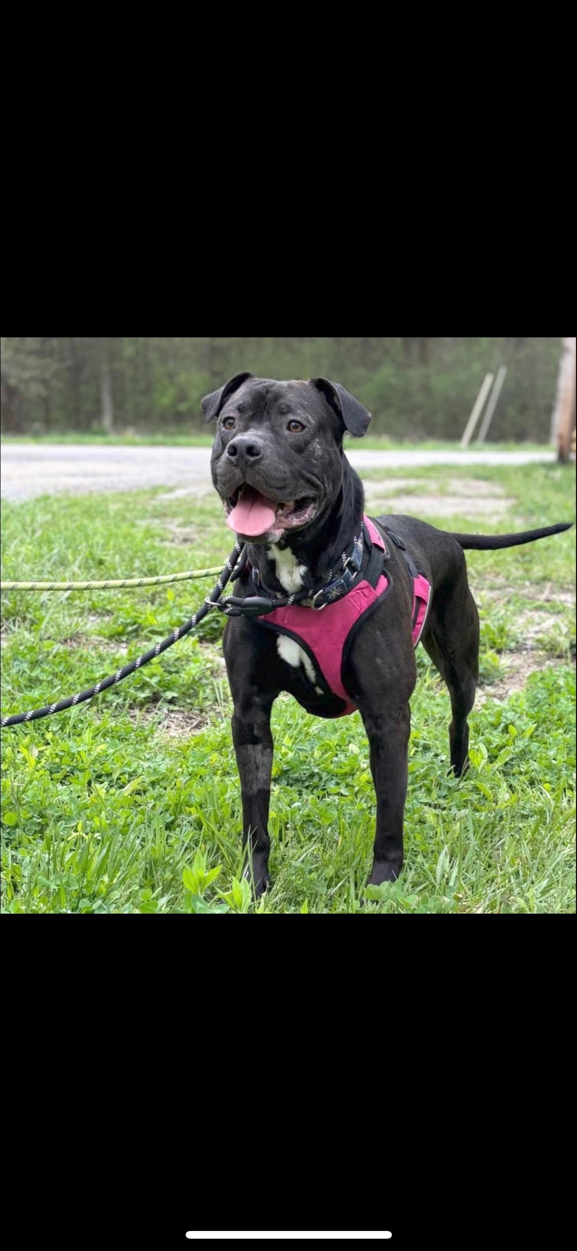 Cleveland, Adoptable, Young Male Mixed Breed & American Staffordshire Terrier.