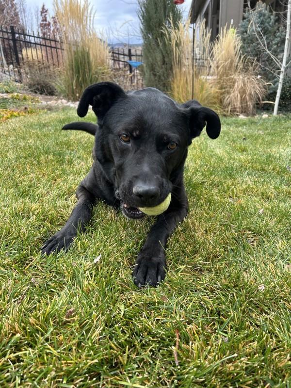 Jett, Adoptable, Adult Male Labrador Retriever & Pit Bull Terrier.