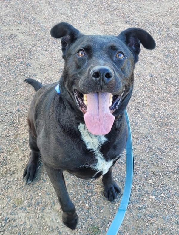 Enlarge Jett, a Adoptable mixed breed in Golden, CO image 2/5