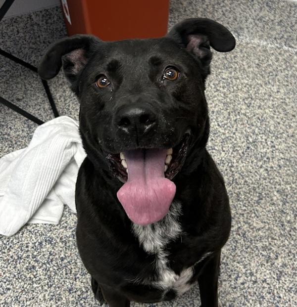 Enlarge Jett, a Adoptable mixed breed in Golden, CO image 3/5