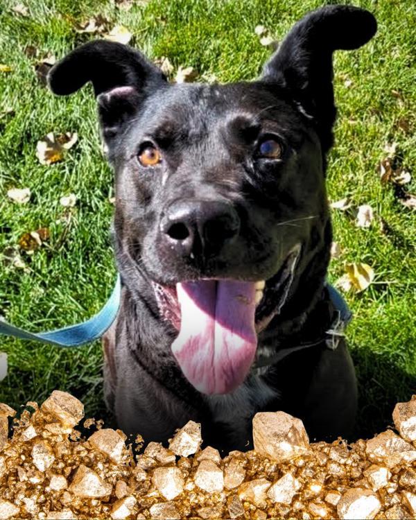 Enlarge Jett, a Adoptable mixed breed in Golden, CO image 4/5