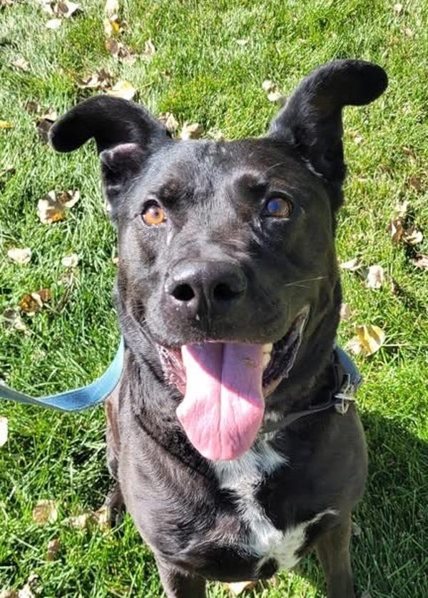 Enlarge Jett, a Adoptable mixed breed in Golden, CO image 5/5